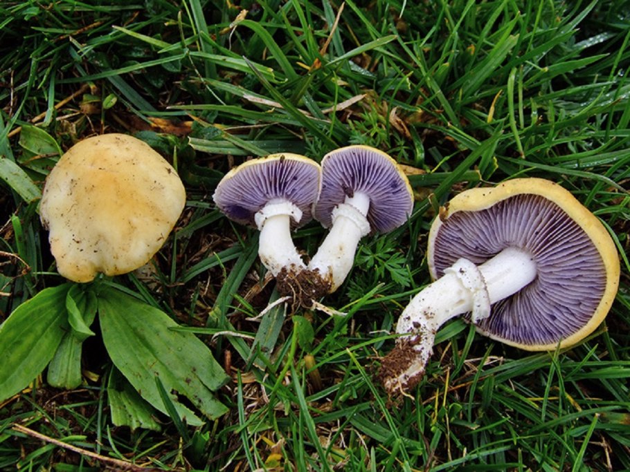 Строфария корончатая Stropharia Coronilla