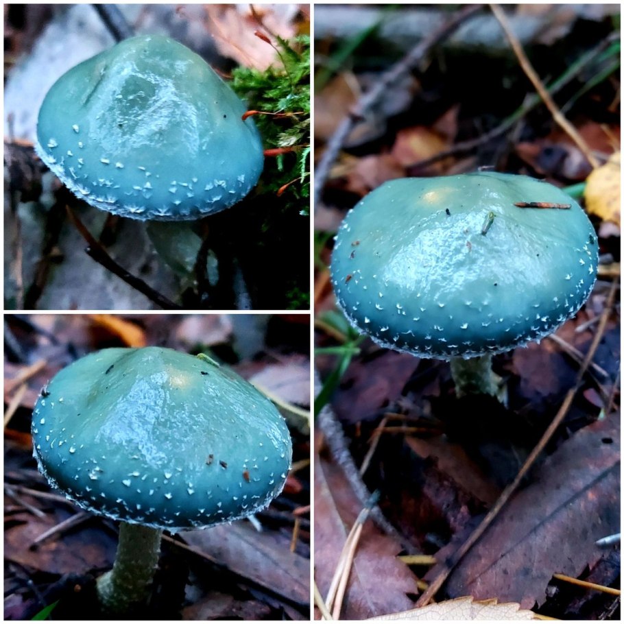 Степной жёлтый гриб строфария