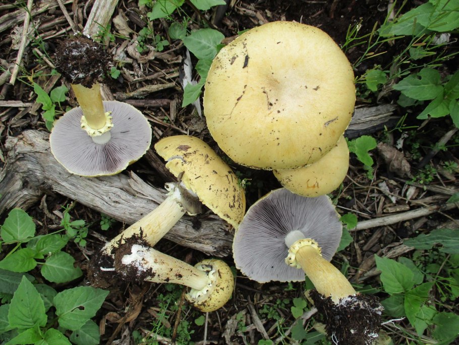 Stropharia rugosoannulata