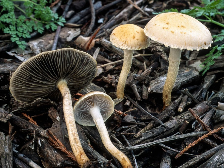 Leratiomyces percevalii