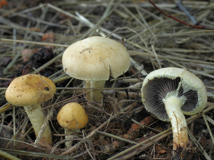 Строфария морщинисто-Кольцевая