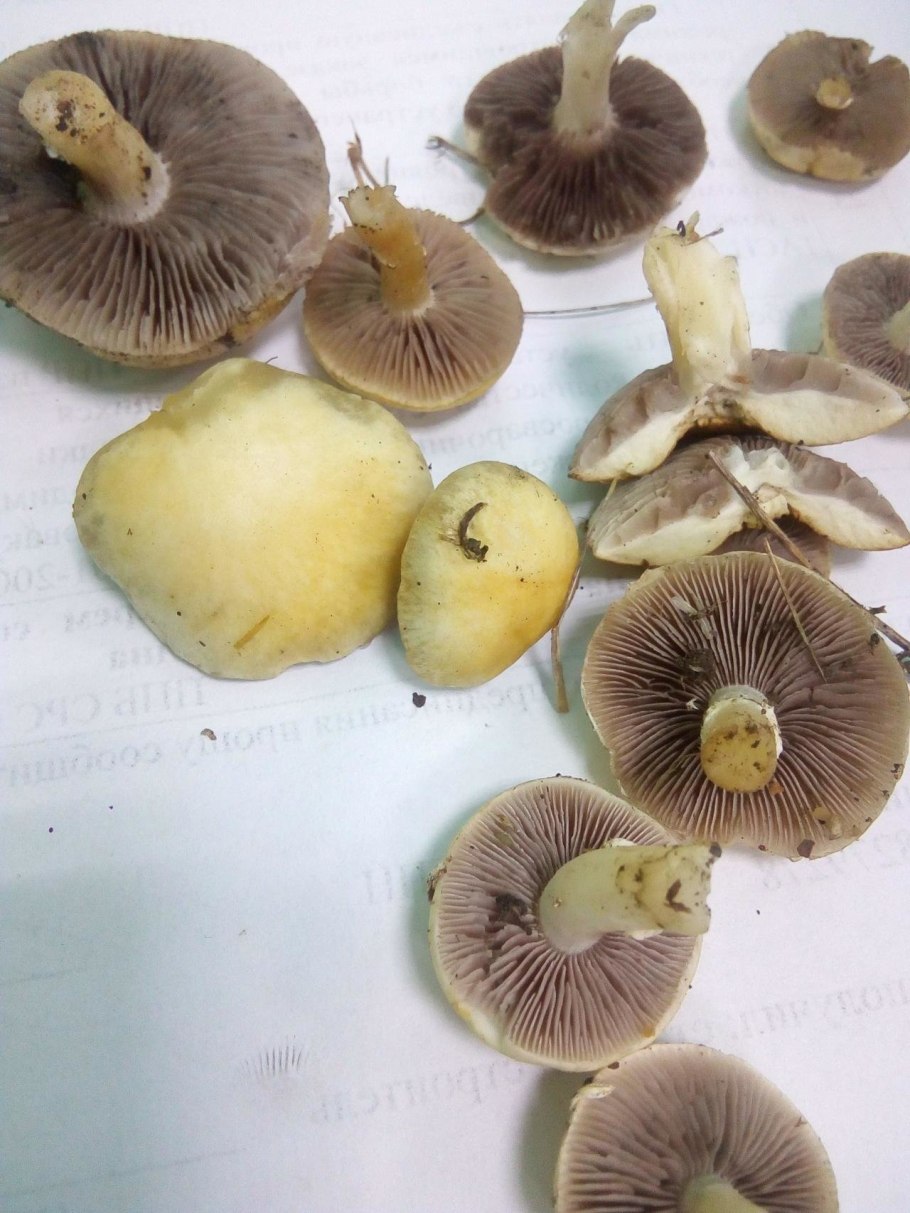 Гриб строфария корончатая