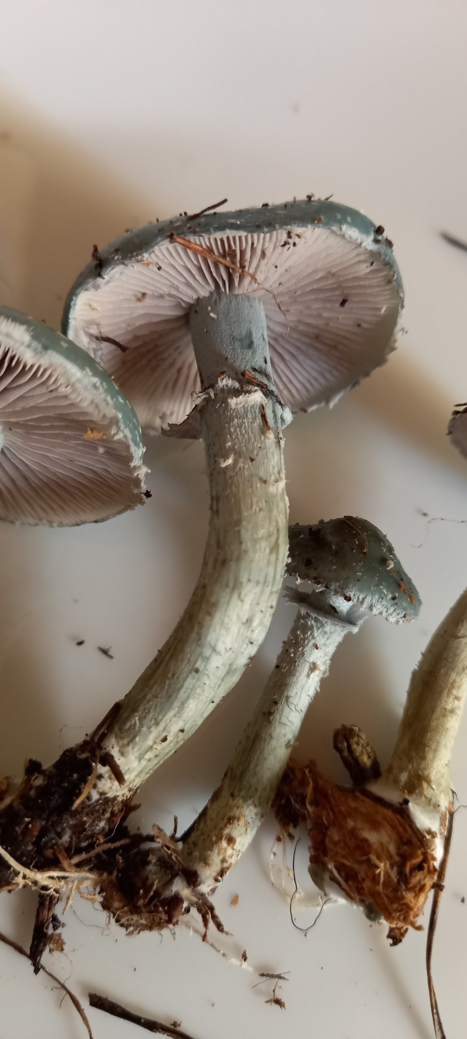 Строфария корончатая съедобная