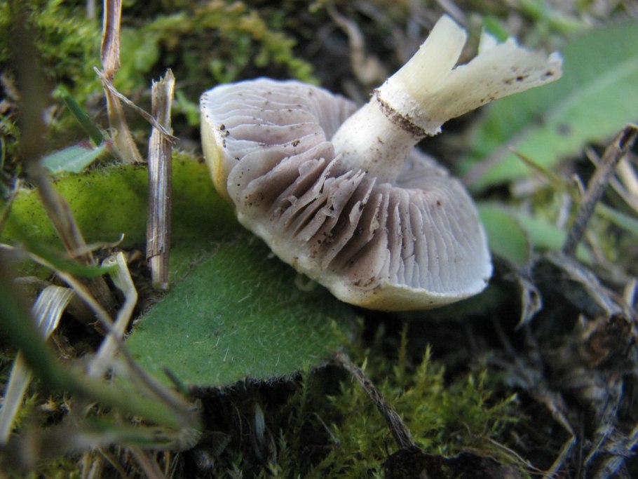 Строфария корончатая stropharia coronilla