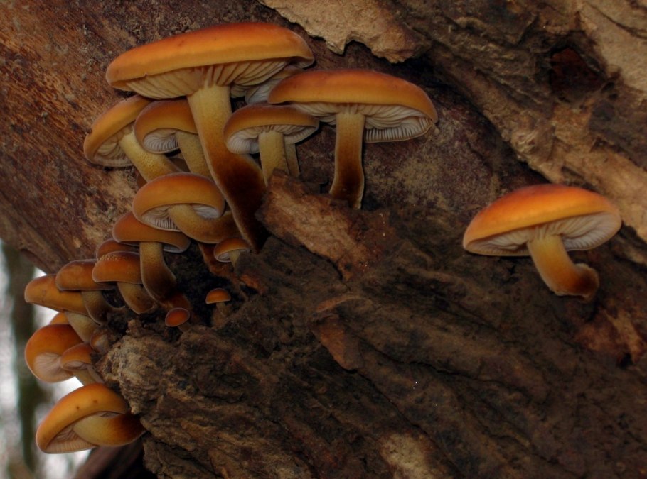 Фламмулина окаймленная