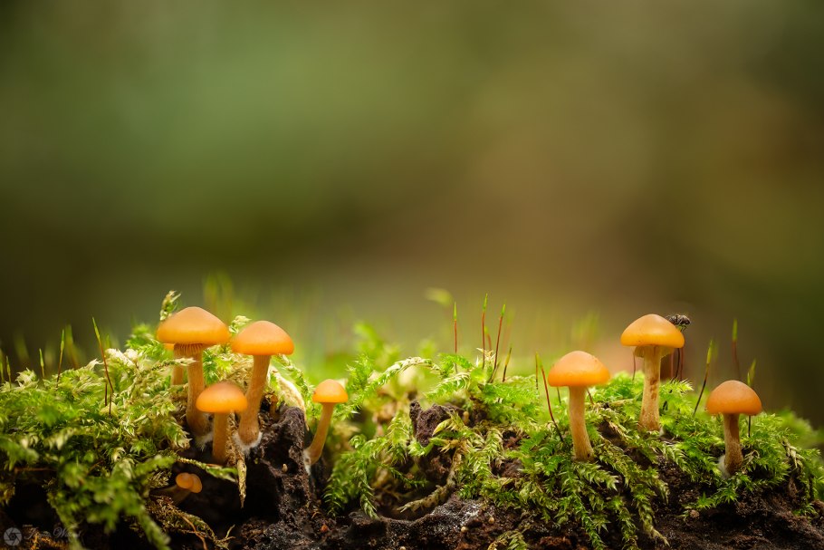 Отравление галериной окаймленной