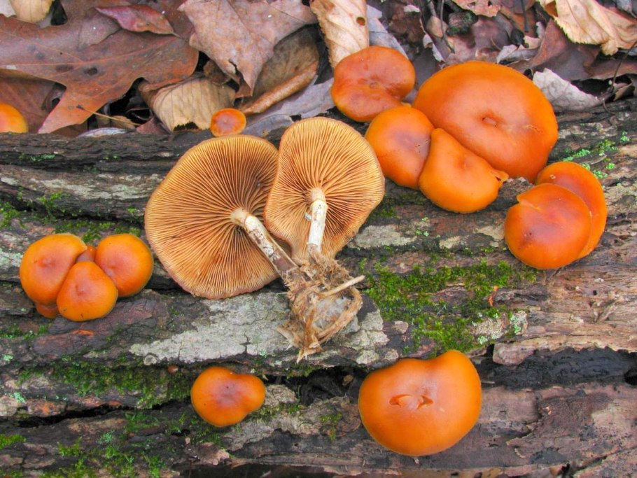 Галерина сфагновая