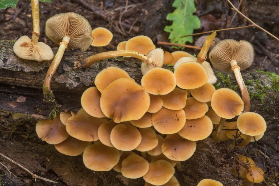 Галерина и опёнок