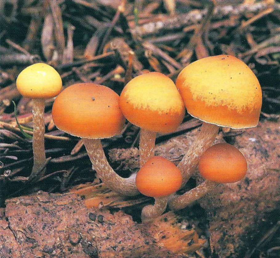 Гигрофанная шляпка Галерина Болотная