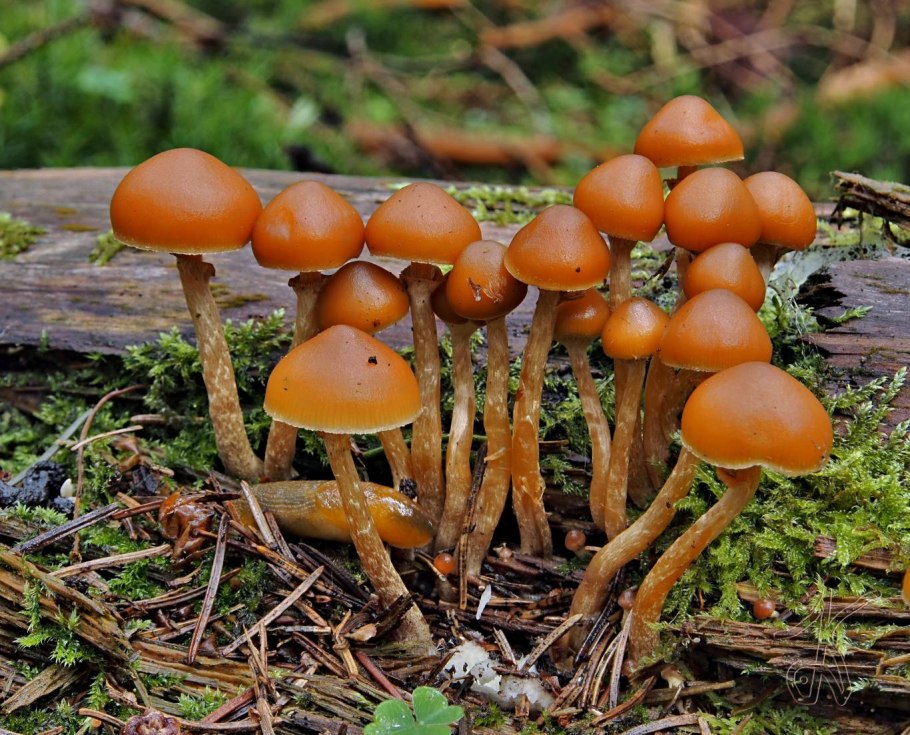 Галерина окаймлённая мякоть