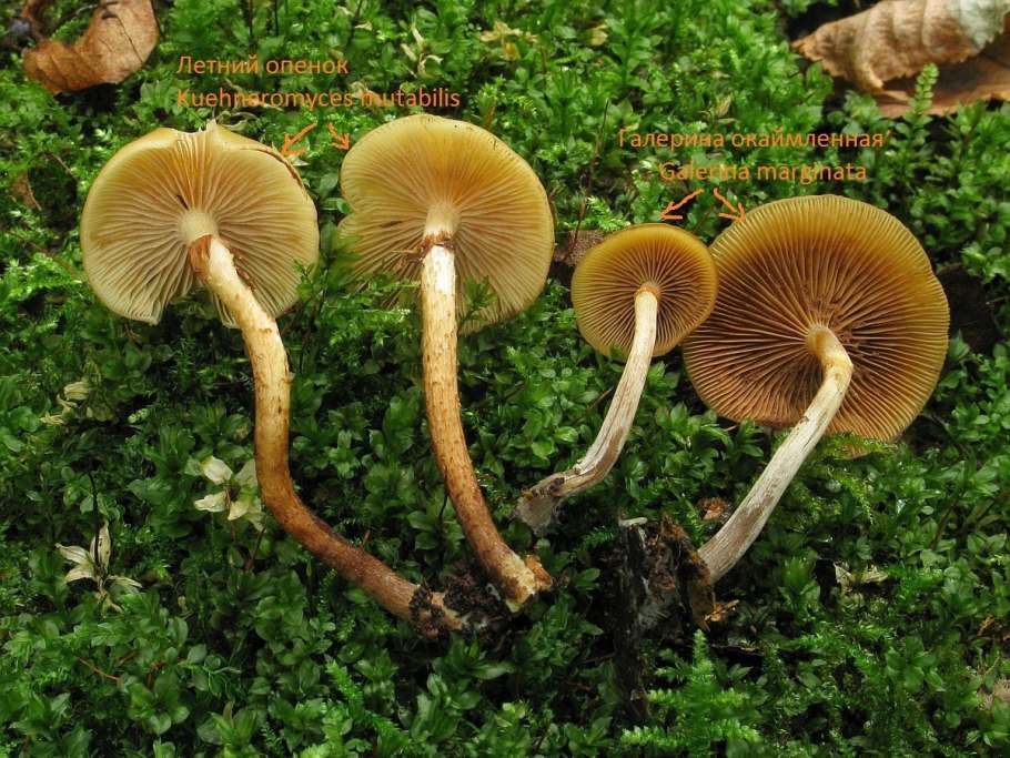 Галерина окаймленная Ленинградская область