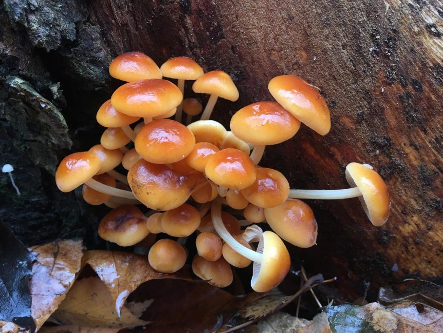 Несъедобные опята Ленинградской области