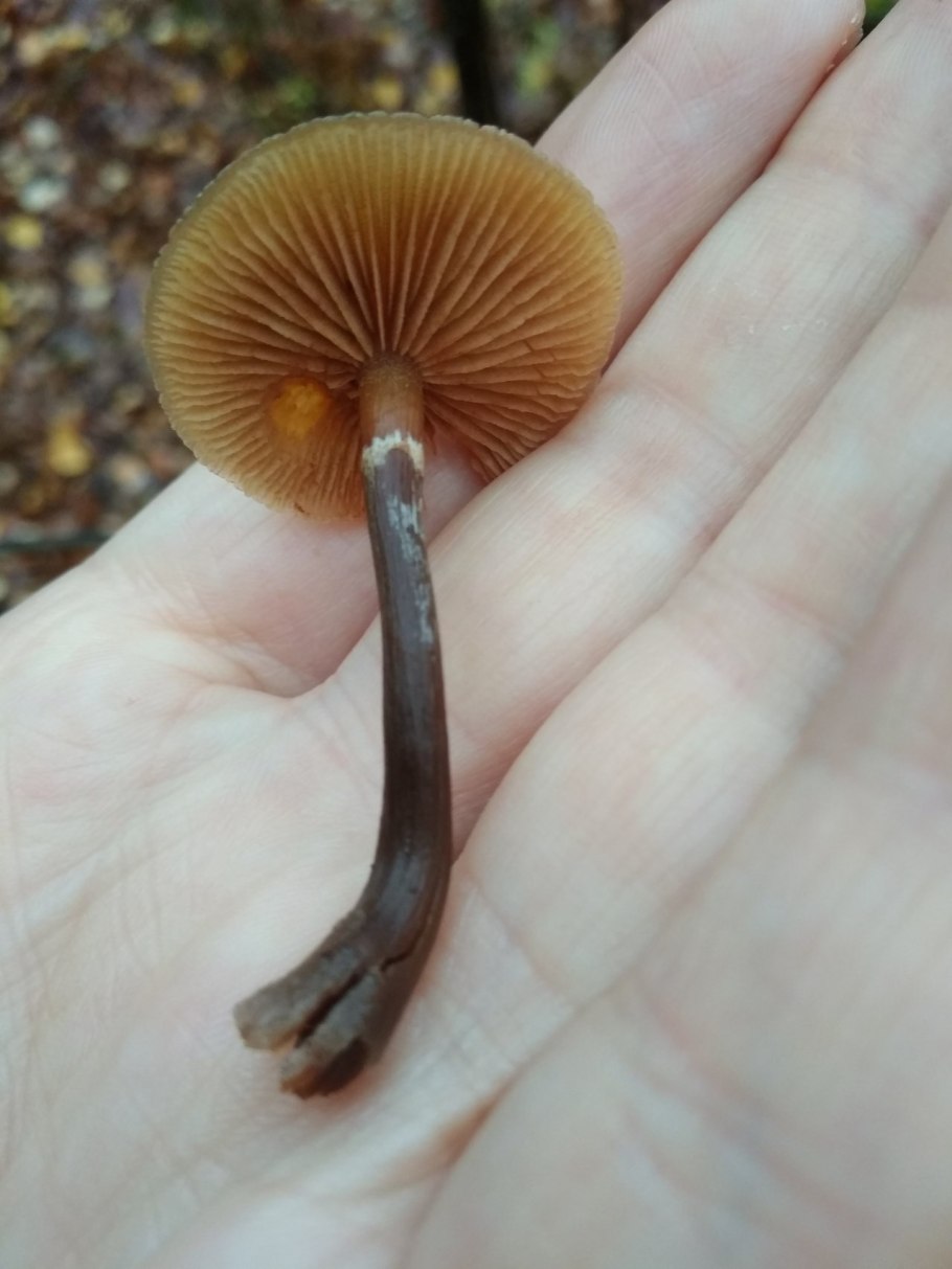 Галерина окаймлённая