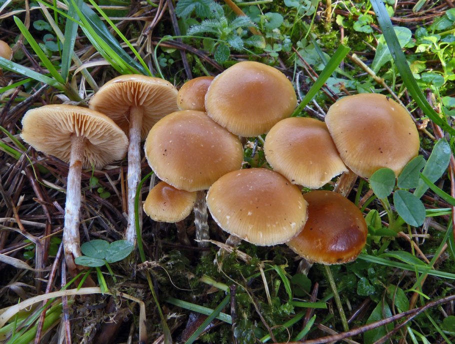 Galerina stylifera