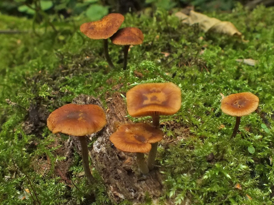 Псилоцибиновый гриб галерина моховая