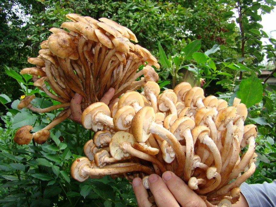 Ядовитый гриб похожий на опенок летний