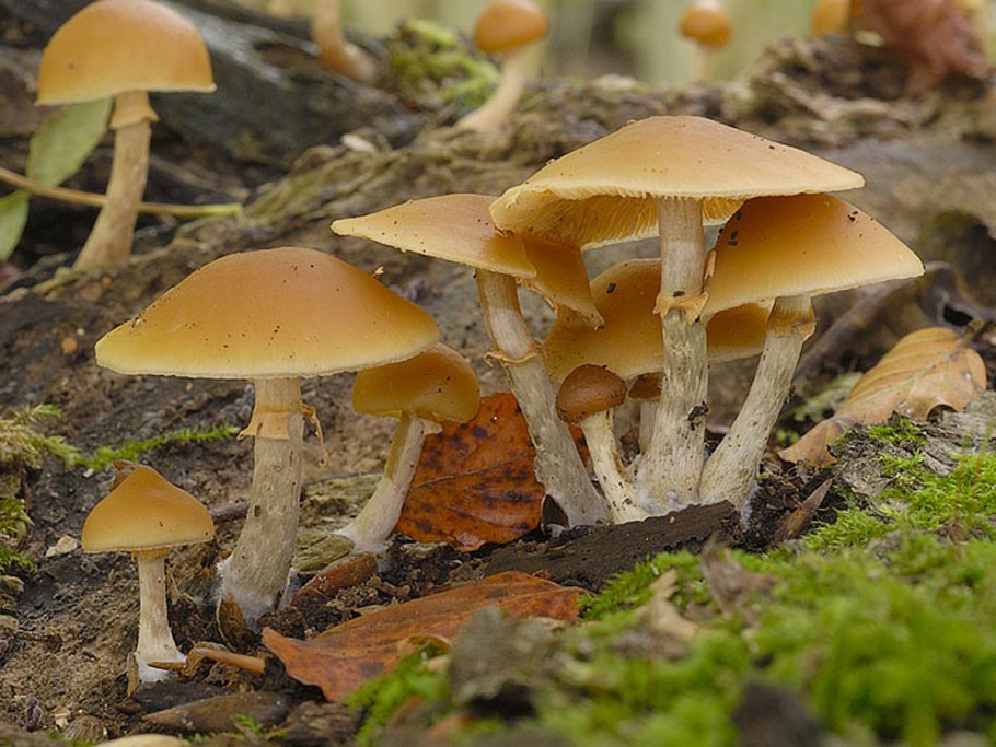 Ядовитые грибы Галерина окаймленная