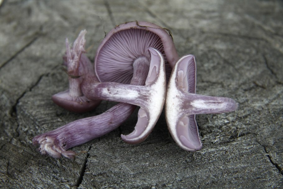 Рядовка лиловоногая