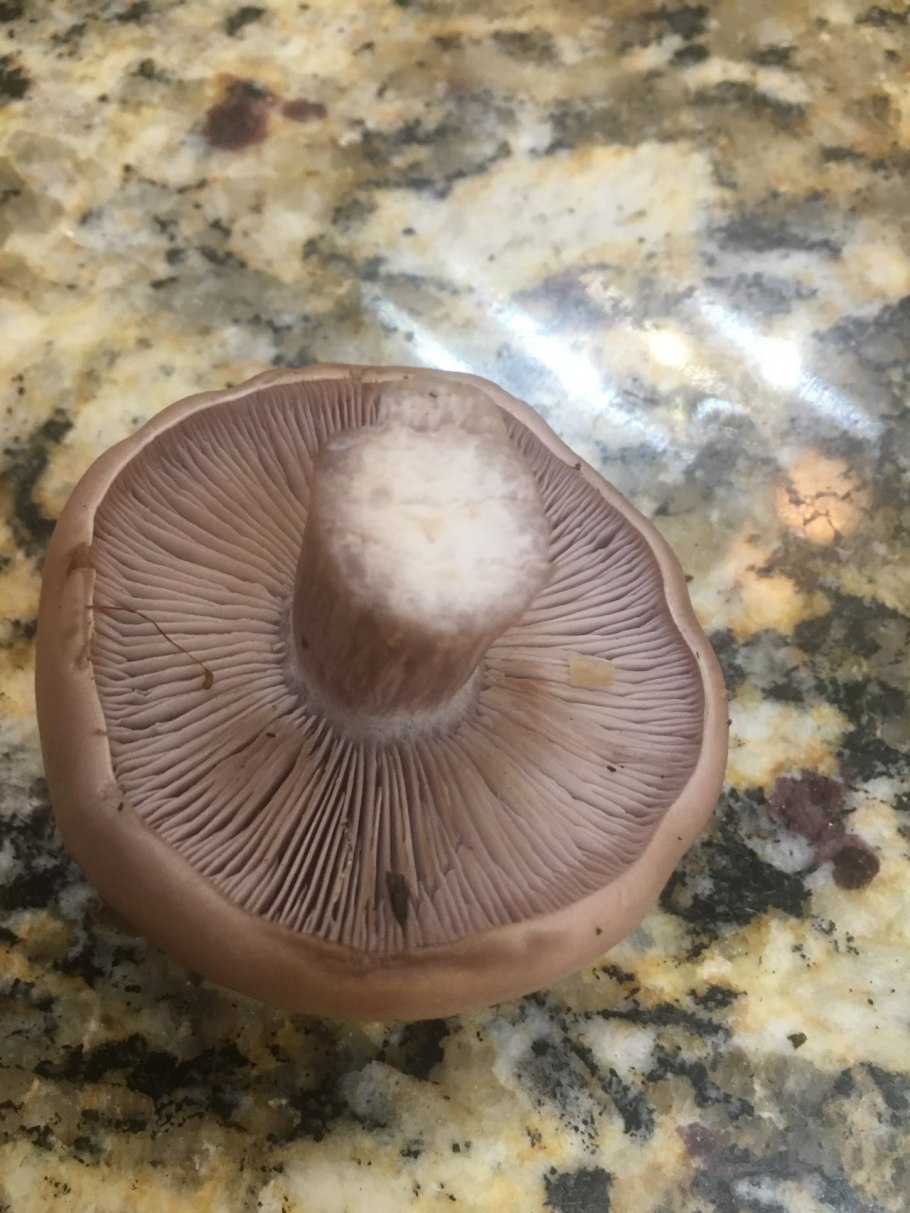Гриб пластинчатый с концентрическими окружностями на лиловой шляпке