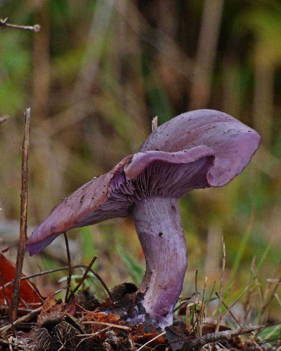 Гриб рядовка лиловоногая