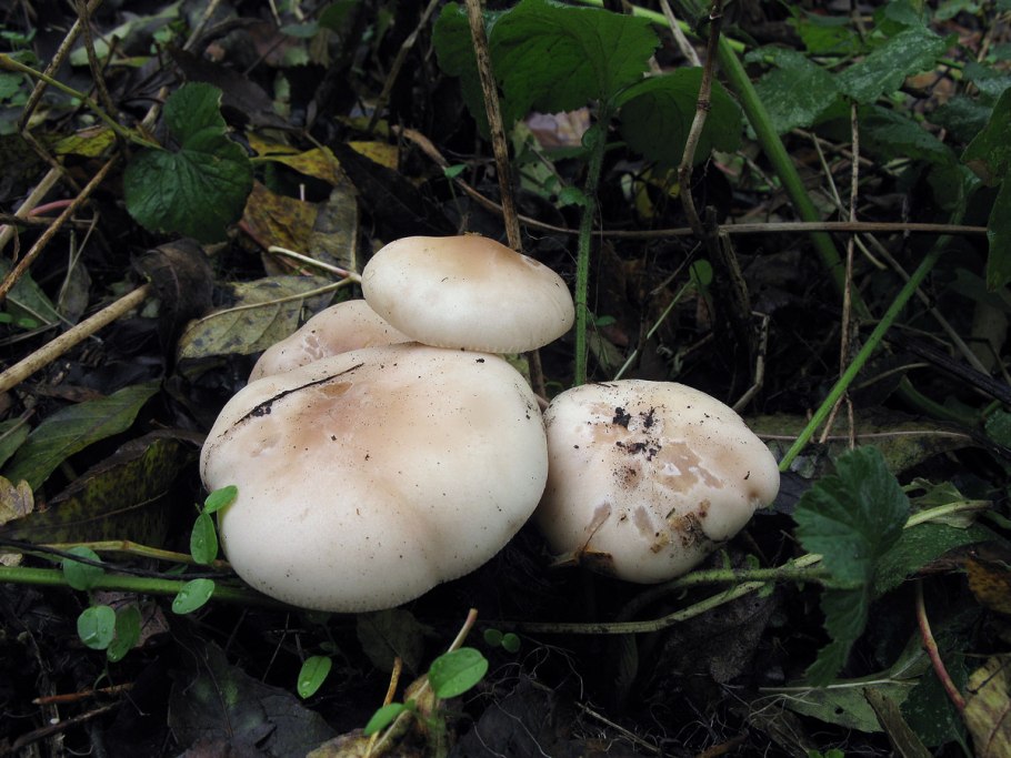 Рядовка скученная Lyophyllum decastes