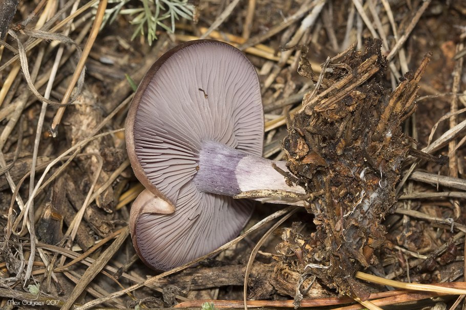 Рядовка сорная Lepista sordida