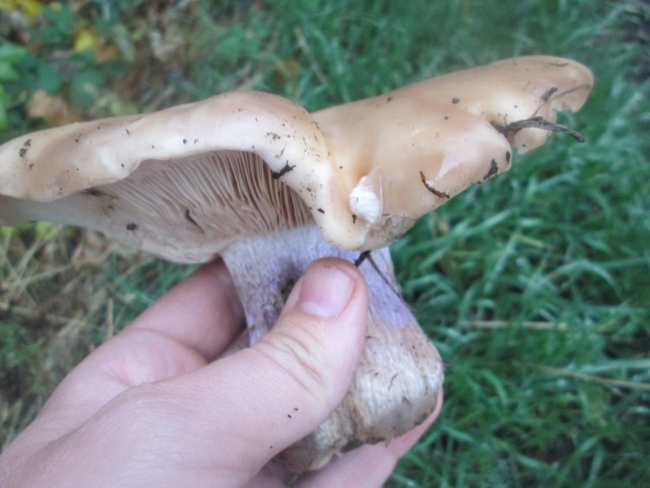 Сыроежки белые в Дубовом и Сосновом лесу