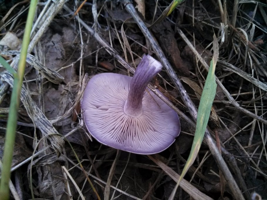 Рядовка сорная грязная Lepista sordida