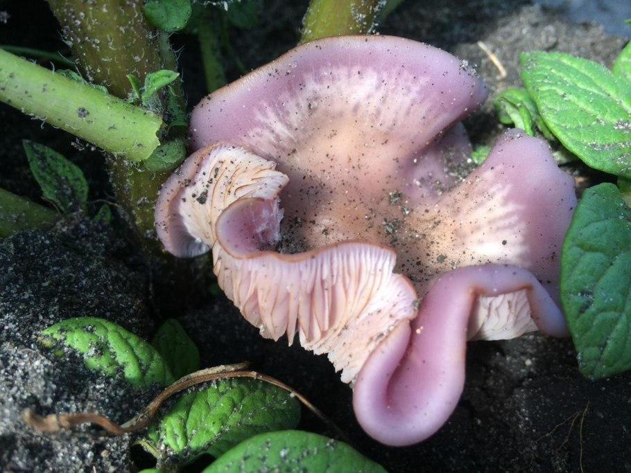 Рядовка надломленная Tricholoma batschii