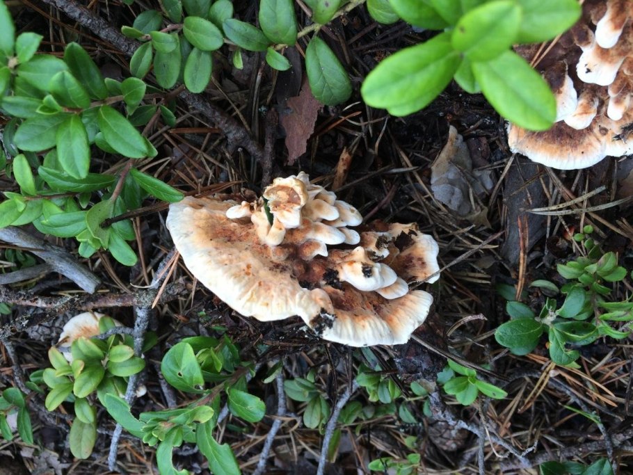 Hydnellum aurantiacum