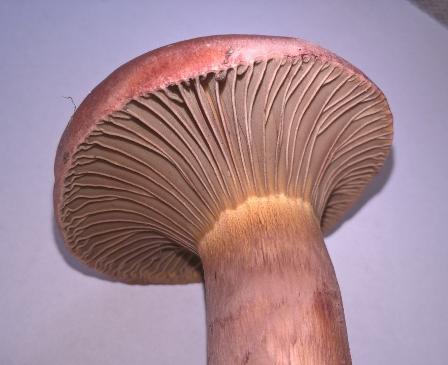 Мокруха пурпуровая (Chroogomphus rutilus)