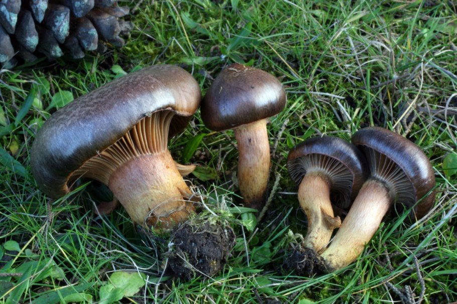 Мокруха Сосновая пурпуровая