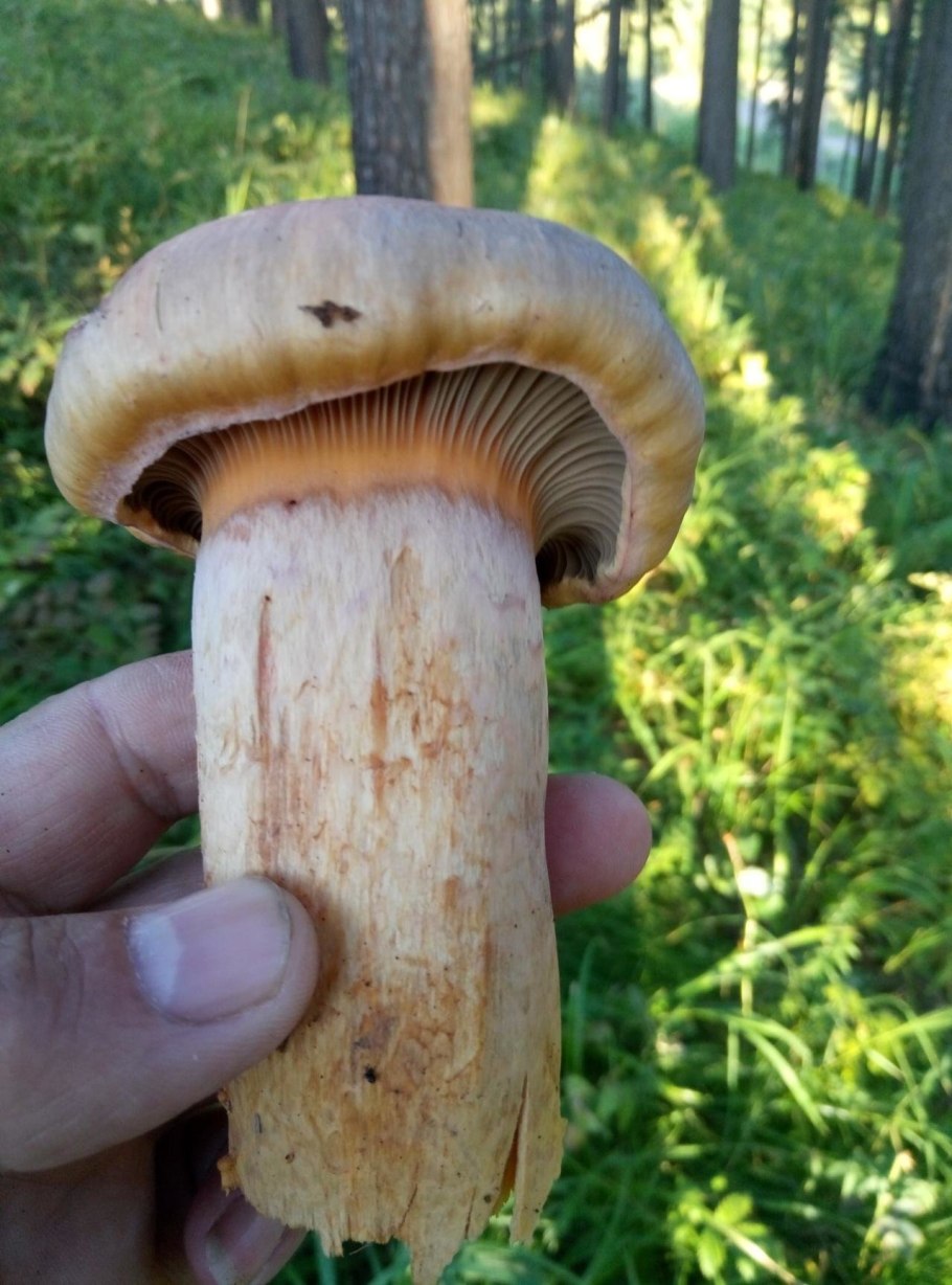 Мокруха пурпуровая (Chroogomphus rutilus)