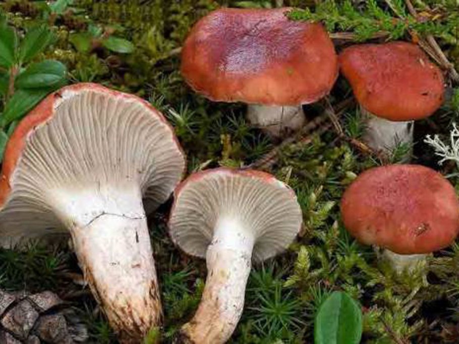 Мокруха пурпуровая (Chroogomphus rutilus)