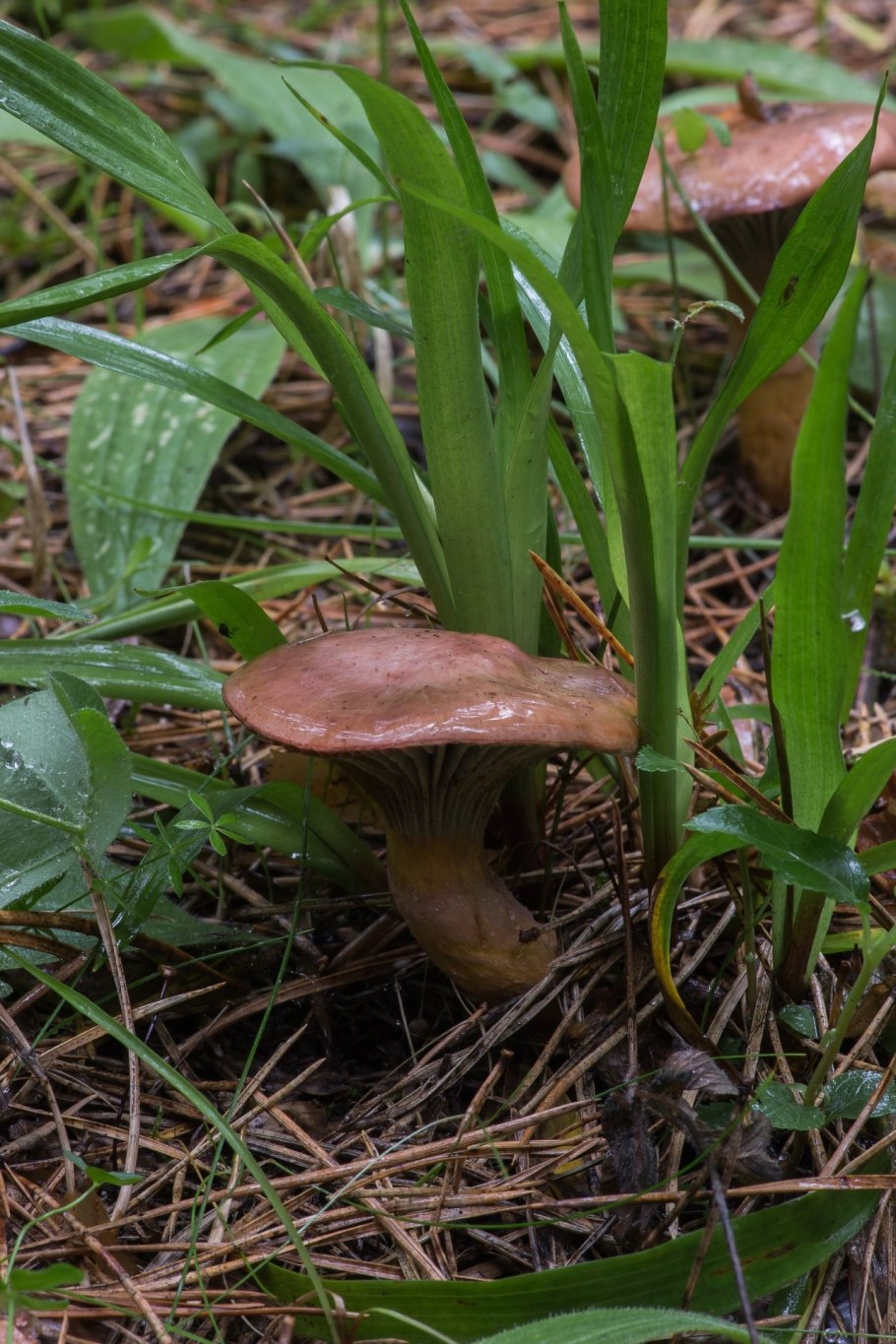 Мокруха желтоножковая грибы