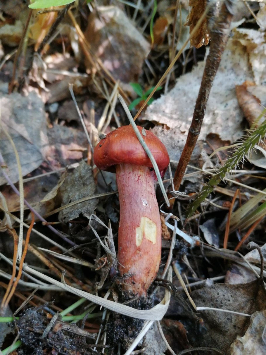 Мокруха пурпурная гриб