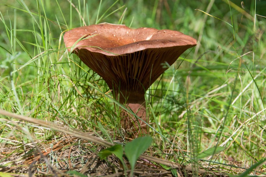 Мокруха пурпуровая (Chroogomphus rutilus)