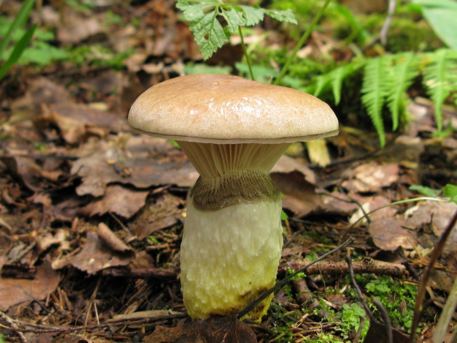 Паутинник и мокруха