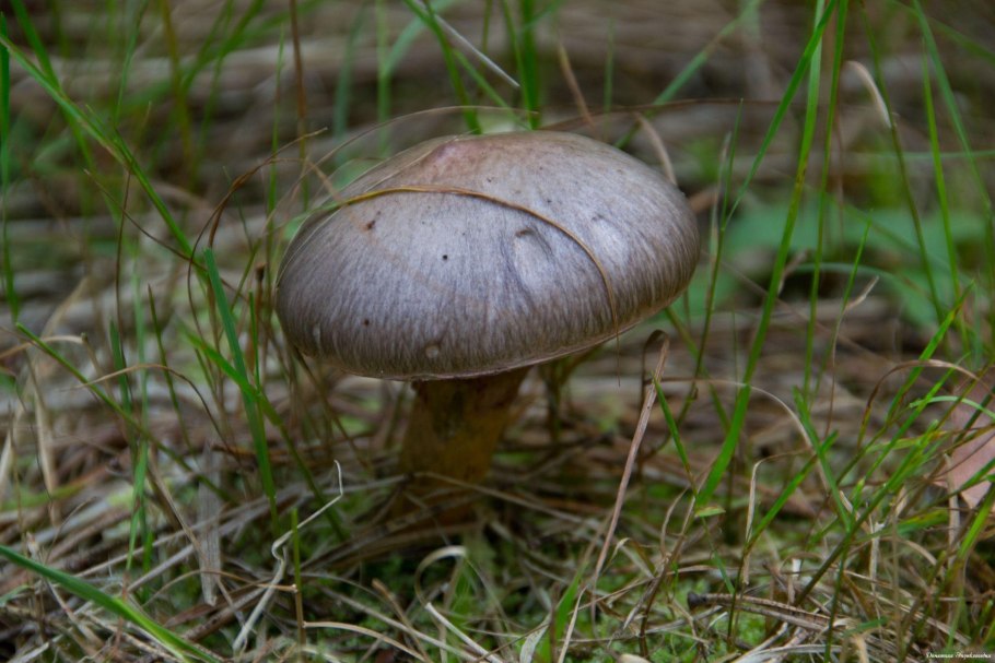 Мокруха пурпуровая (Chroogomphus rutilus)