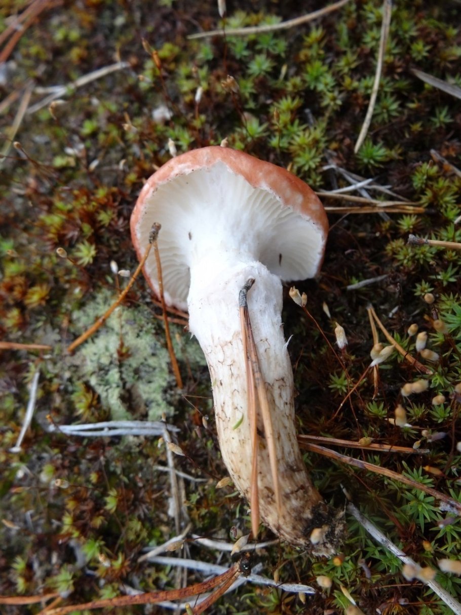 Мокруха Еловая гриб