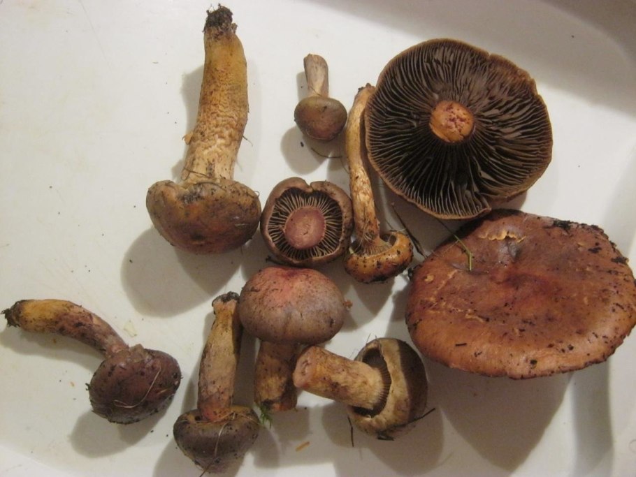 Мокруха пурпуровая (Chroogomphus rutilus)