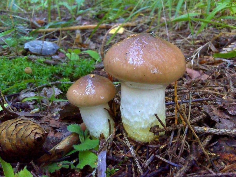 Мокруха войлочная Chroogomphus tomentosus