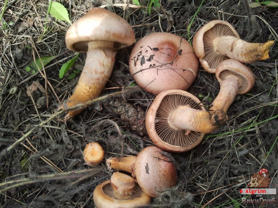 Gomphidius glutinosus гриб