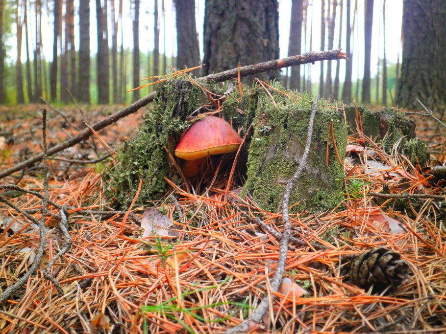 Грибы под елью