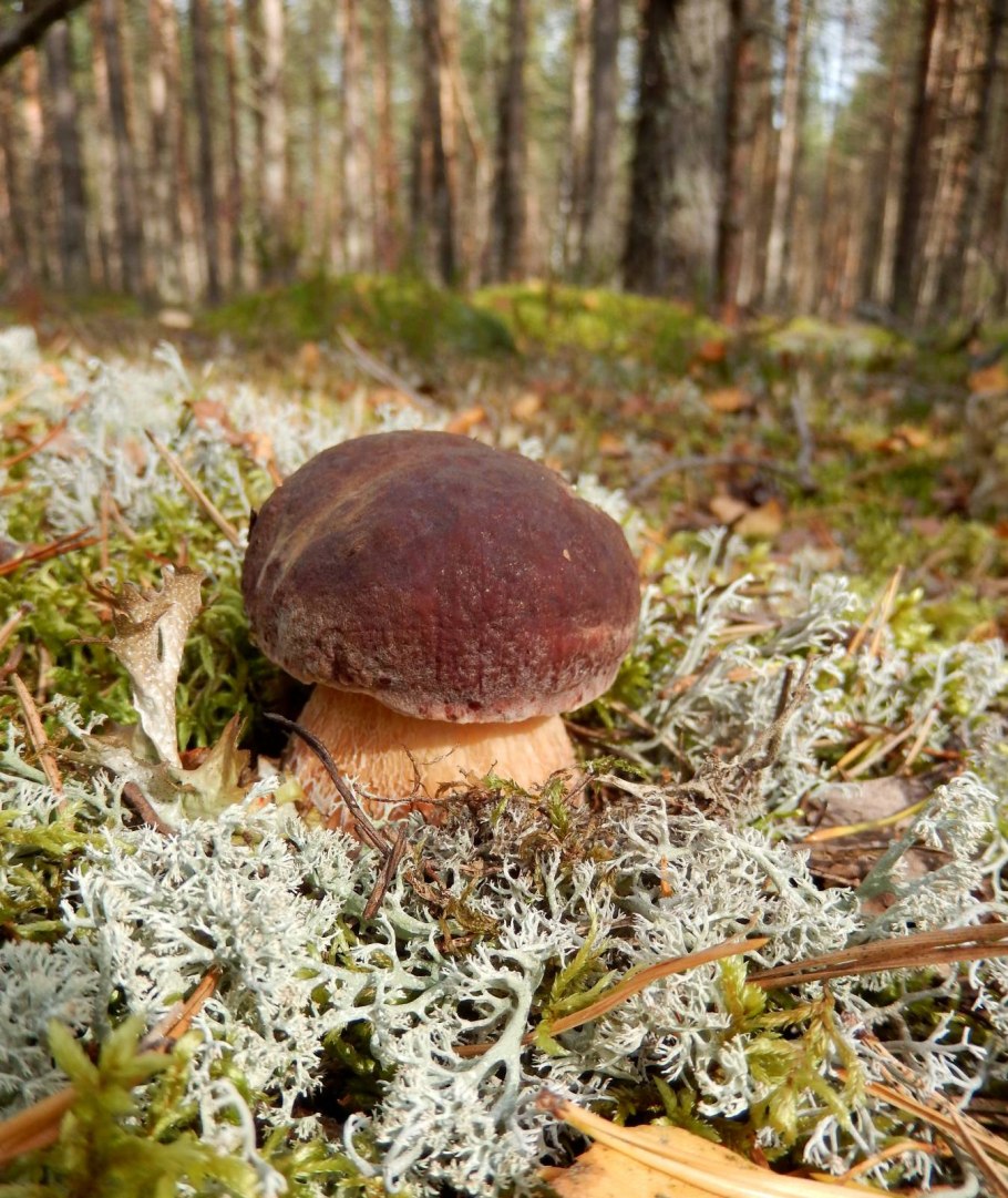Осенний лес с грибами