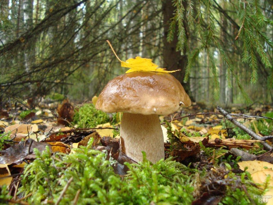 Грибы в лесу
