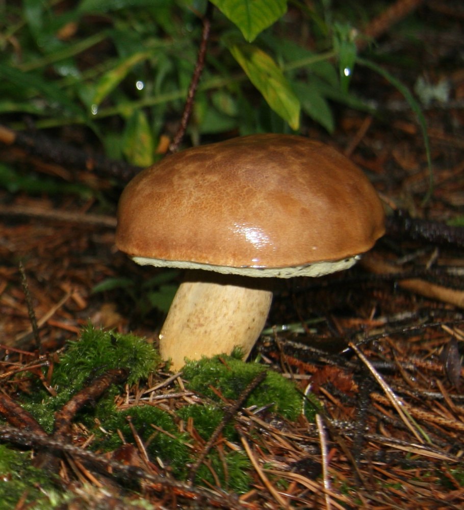 Моховик каштановый польский гриб