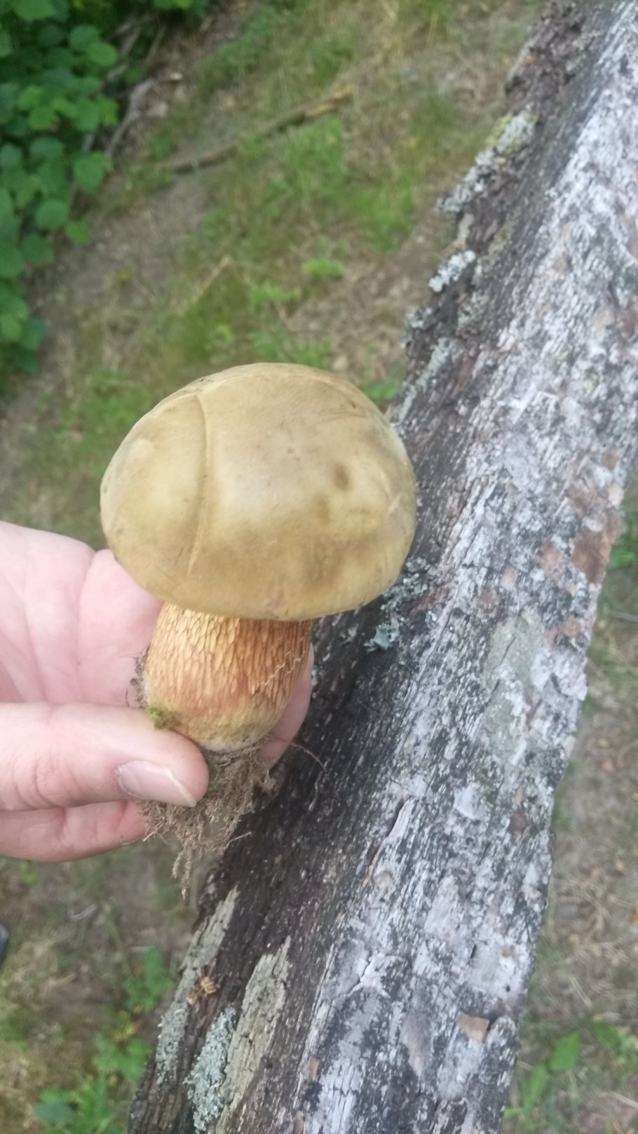 Гриб подореховик