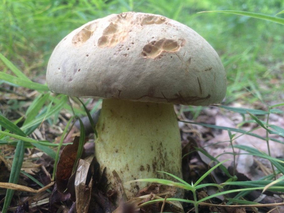 Боровик укореняющийся (Boletus radicans)