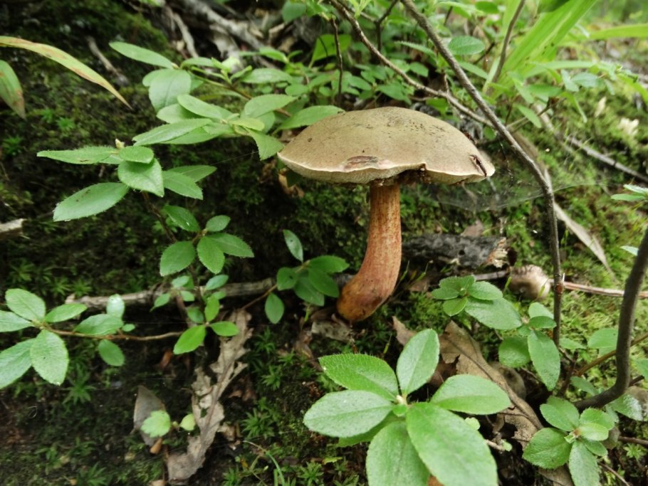 Подосиновик окрашенноногий